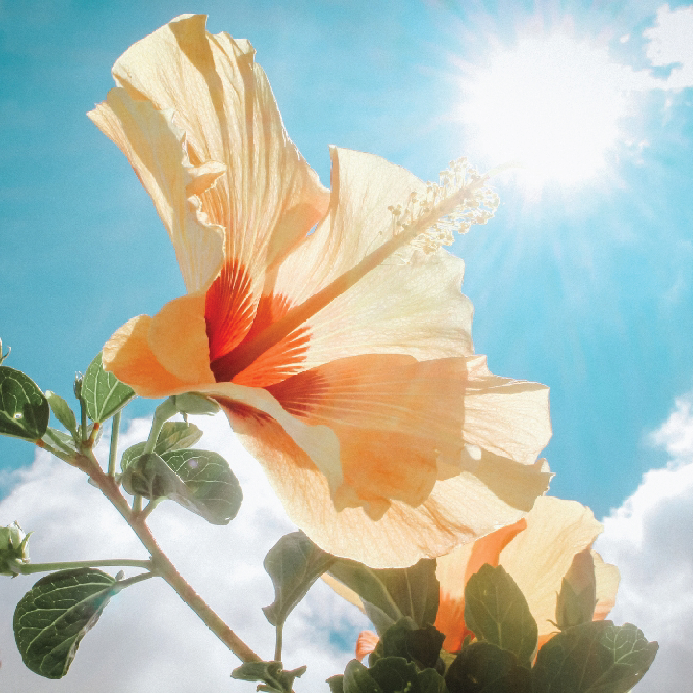 Botanicals_SQ