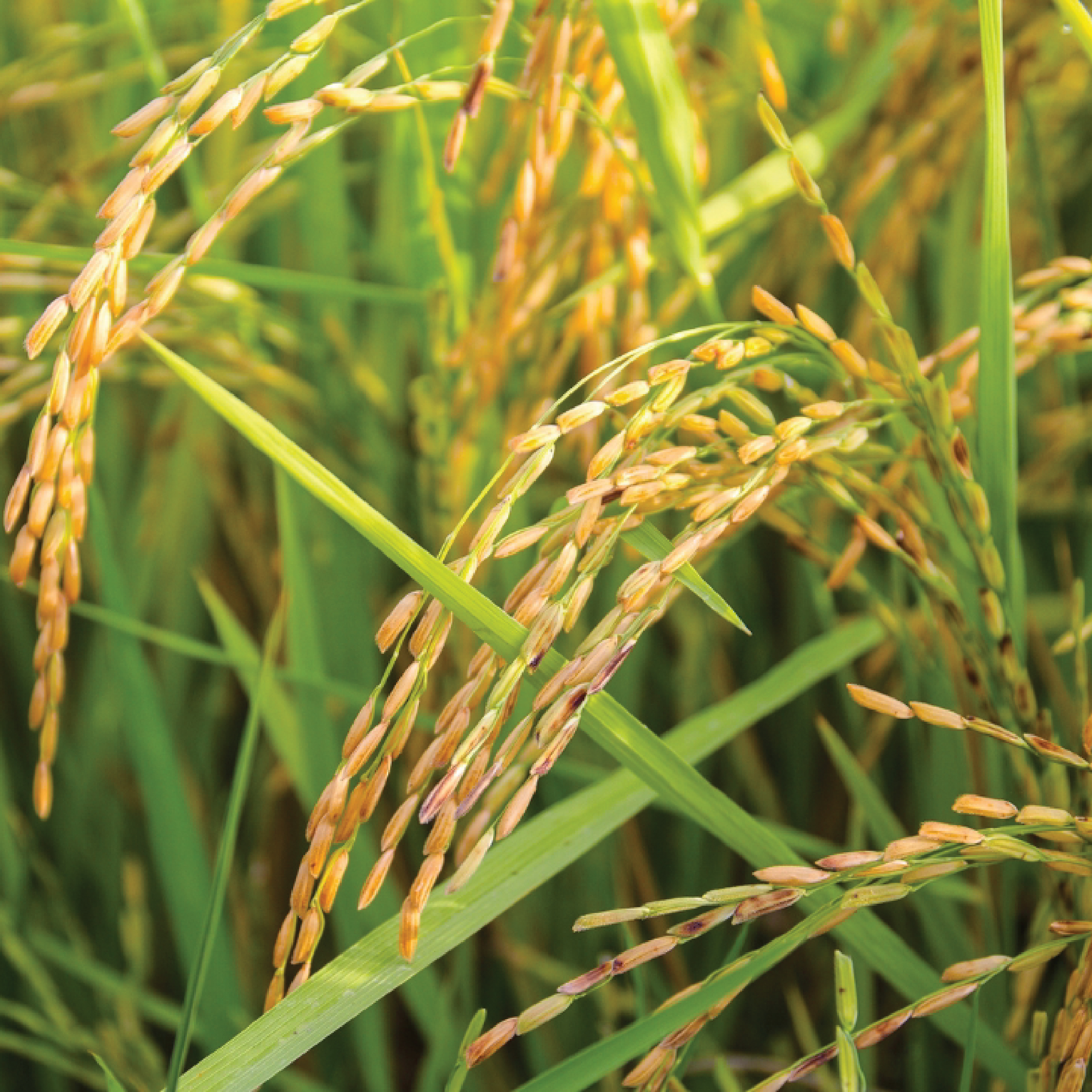 Wheat_SQ